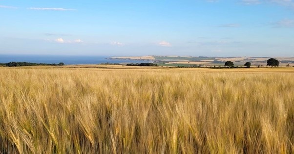 Crops of wheat