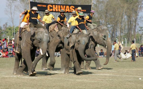 Chivas sponsorship of the Scottish elephant team